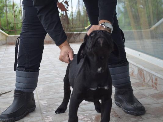 ΚΑΝΕ ΚΟΡΣΟ CHAMPION PEDIGREE CANE CORSO BLUE GREY